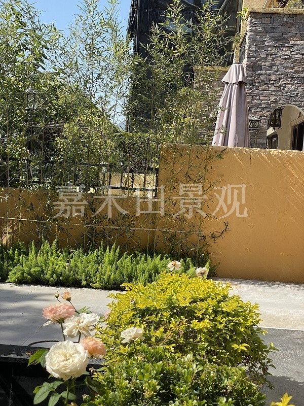 在設計別墅花園時如何養(yǎng)好菊花？